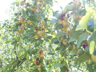 秋の足音　　　　出舞