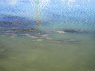 今日の散歩道から…　　暇～人