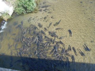 龍田川散策　　出舞