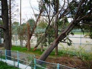 まだまだの台風の後片付け　暇～人