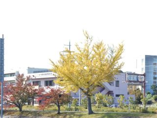龍田川の紅葉