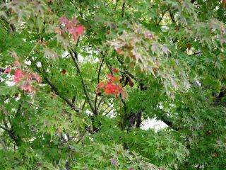 紅葉の季節がやってまいりました　暇～人