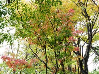 近くの公園の紅葉で我慢　暇～人