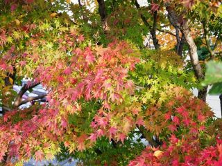 近所の紅葉すすむ　暇～人