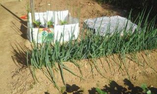 ひとり農業（九条ネギ収穫）