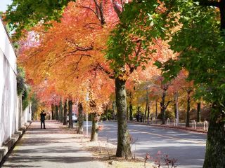 地元にもあった紅葉の名所「三色彩道」　暇～人