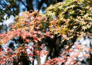 今日の散歩道から…　　暇～人