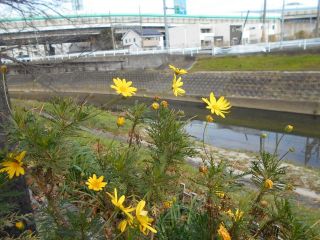 マーガレットコスモス　or　ユリオプスデージー