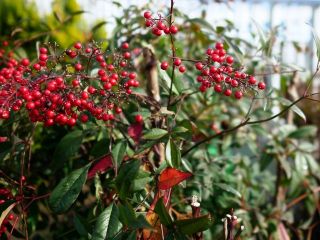 コスモス処分されて無くなっていました　暇～人