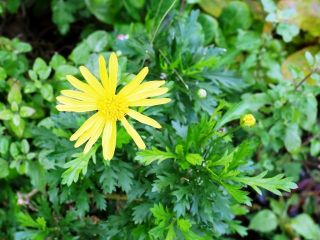 うえ爺さんの宿題の花（再投稿）　暇～人