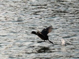 今日の散歩道から…　暇～人