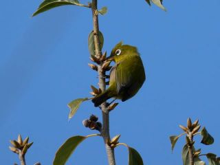 メジロがいてました　暇～人