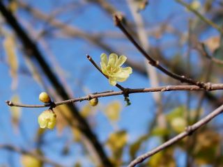 近所に蝋梅が咲いていました　暇～人