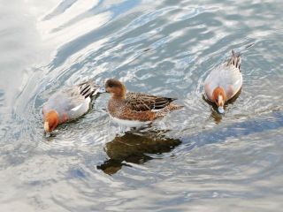 近所をぶらり散歩　暇～人