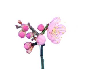 近所をぶらり散歩　暇～人