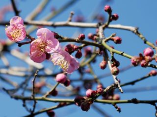 近所をぶらり散歩　暇～人