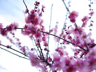 暖かいので梅の花が七分咲き　暇～人