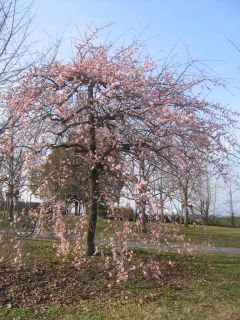 かゆい目をがまんして