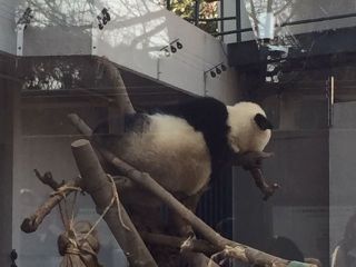 独り立ちしたシャンシャン