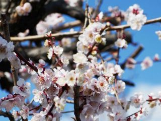 まだ梅の花楽しめます　　暇～人