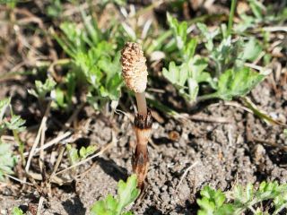 いい天気なので近所をぶらり散歩　暇～人