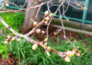 午後から天気が良くなったので近所をぶらり散歩　暇～人