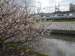 龍田川の早咲きサクラ