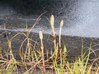 桜のつぼみと土筆