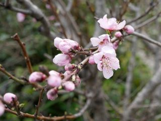 近所をぶらり散歩　　暇～人