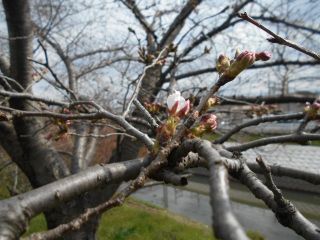 竜田川　花だより