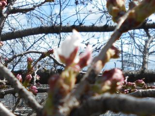今日のイチロー桜