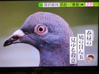 鳩の殺意