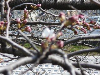 竜田川　今日のイチロー桜