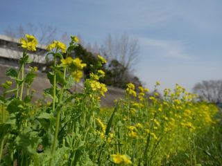 いい天気なので近所をぶらり散歩　　暇～人