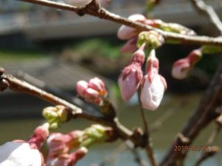 今日のイチロー桜　マクロ撮影