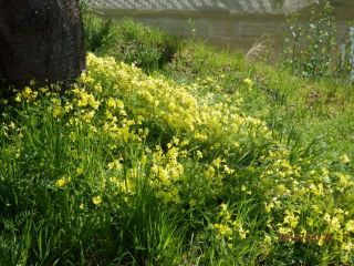 一面の黄色い花