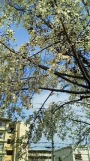 郵便局帰りに１枚