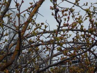 今日の竜田川周辺　3/28