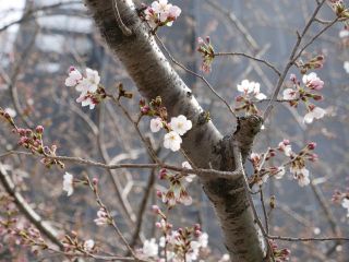 きょうの桜　暇～人