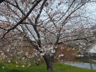 今日の竜田川散策　3/29