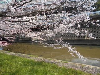 平成最後の桜　　　出舞