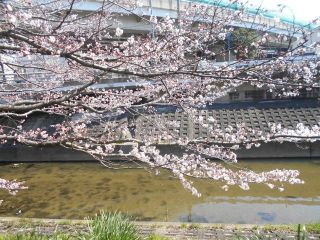 竜田川　花だより