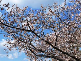桜の開花状況　　暇～人