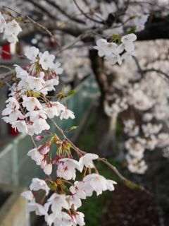 桜の開花状況　　暇～人