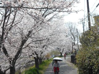 竜田川のサクラ　やっと満開