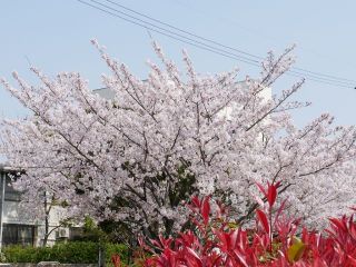 ～桜いまが見ごろ～　　暇～人