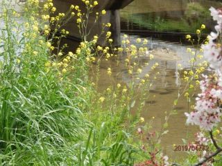 竜田川　桜と菜の花のコラボ