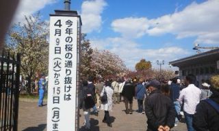 造幣局通り抜け最終日　