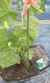 ひとり農業（初収穫）