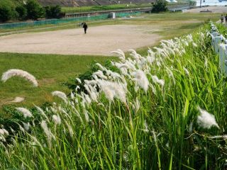 夕方近所をぶらり散歩　暇～人